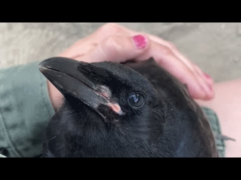 Woman raises crow and helps him return to the wild