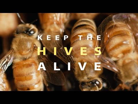 Keep the Hives Alive