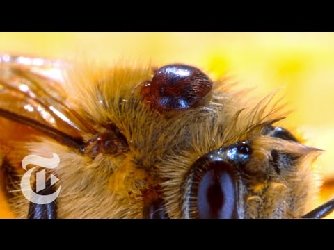 Colony Collapse: The Mystery of the Missing Bees