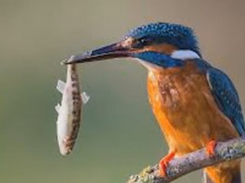 Endangered Micronesian Kingfisher gets help from Uncle Sam