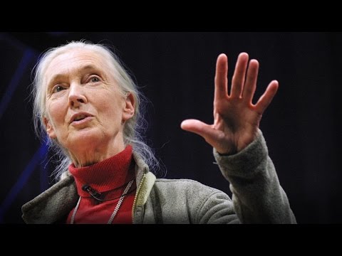 What separates us from chimpanzees? by Jane Goodall
