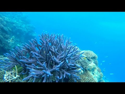 What is coral bleaching? Can it be fixed?