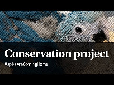 The Spix's Macaw conservation project.