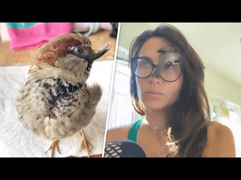 This rescued sparrow is convinced he's a dog