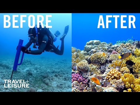 How Scientists Are Restoring The Great Barrier Reef
