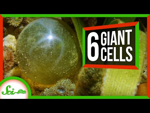 6 of the Biggest Single-Celled Organisms