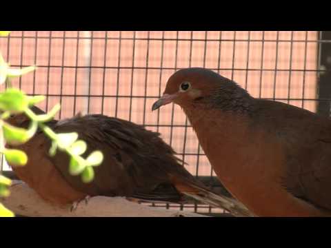 Socorro Doves Return to Mexico