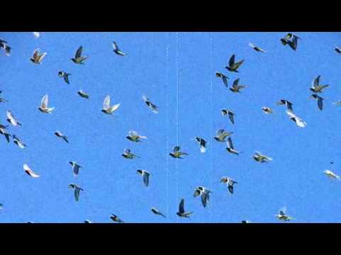 RZA - Flying Birds / Sample Rich Track