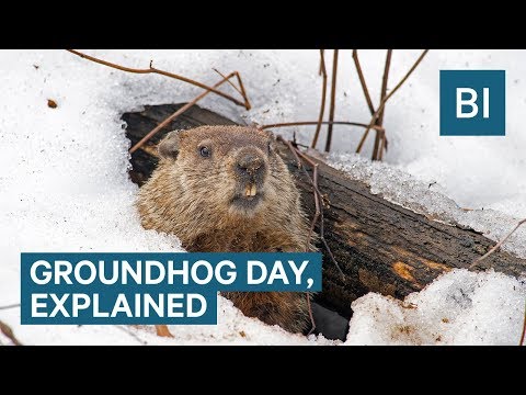 Why Groundhogs Supposedly Predict The Weather On Groundhog Day