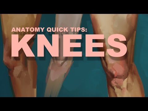 Anatomy Quick Tips: Knees