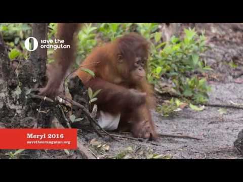 Meryl at Nyaru Menteng, Save the Orangutan 2016