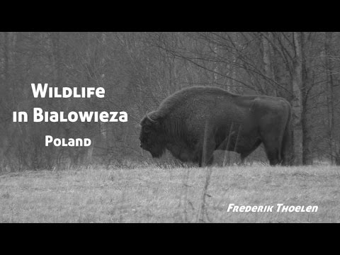 Wild Things - Wildlife in Bialowieza, Poland (English)