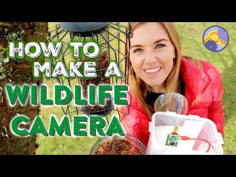 How to make a Wildlife Camera (using a Raspberry Pi!) | Maddie Moate