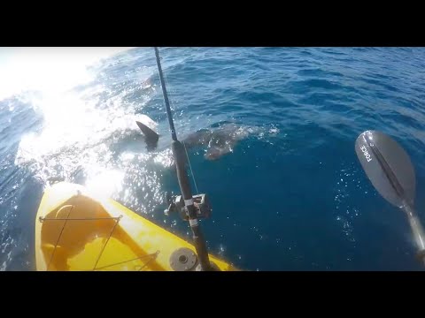 Kayak fisherman fights off aggresive hammerhead shark!!!