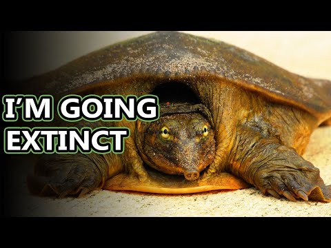 Softshell Turtle facts: the largest living freshwater turtles