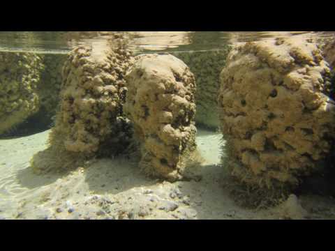 What are Stromatolites?