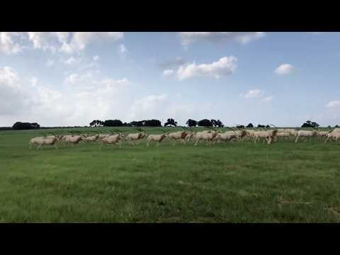 Extinct in the Wild, the Scimitar Horned Oryx is Thriving in Texas | Exotic Wildlife Association