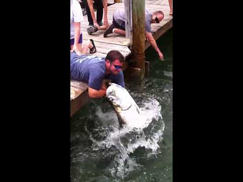 Fish Grabs Man's Arm!
