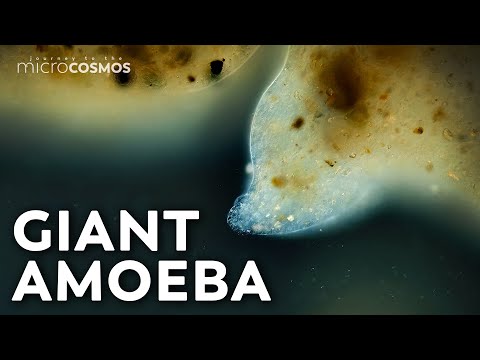Pelomyxa, The Microbe That's Big Enough to Pet