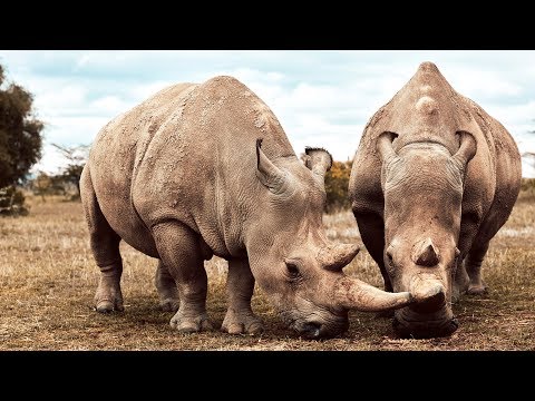 These Two Rhinos Are The Last Of Their Kind | Seven Worlds, One Planet | BBC Earth