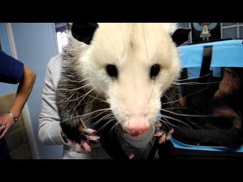 Pet Opossum Complaining
