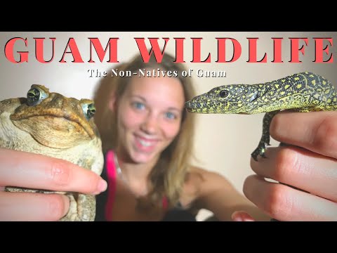 Foreigners in Guam: Wildlife