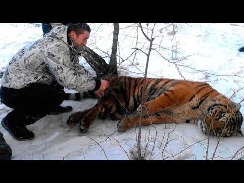 The Tiger Story