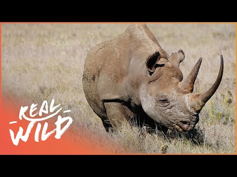 Time Is Running Out For Black Rhinos On The Brink Of Extinction | Giving Nature A Voice | Real Wild