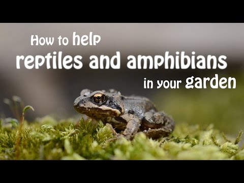 The Wildlife Garden Project | How to help reptiles and amphibians in your garden