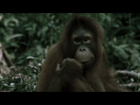 Orangutan Extinction