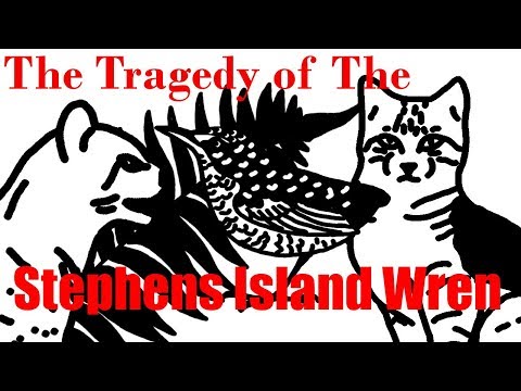 The Tragedy of the Stephens Island Wren