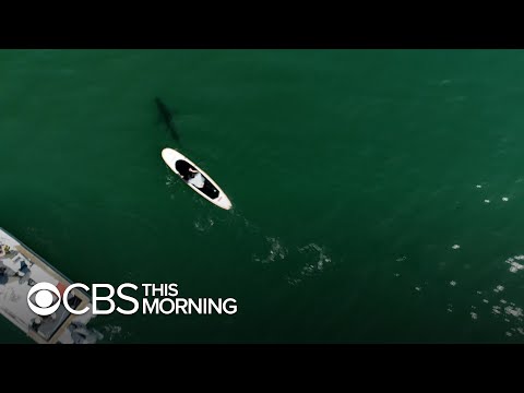 Drone video captures human encounters with great white sharks off Southern California coast
