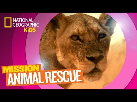 Lions and How to Save Them