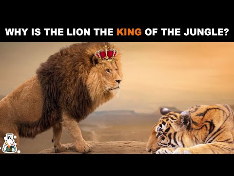 Why is The Lion Considered The King of The Jungle?
