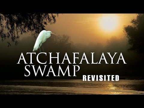 Atchafalaya Swamp Revisited