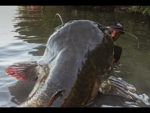 Incredible Huge Catfish 8,5 feet - 250 LBS
