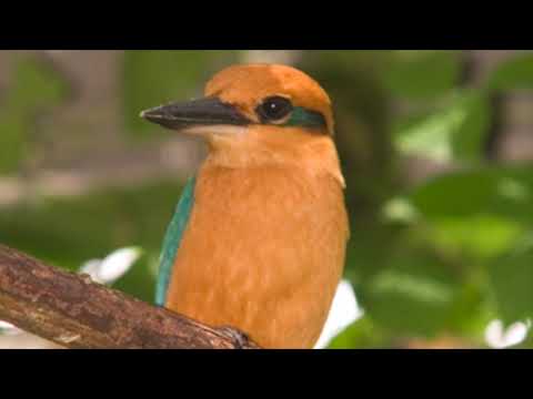 Guam Kingfisher