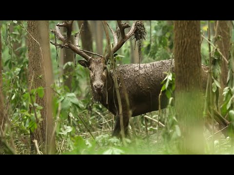 Milu: endangered species of deer faces challenges