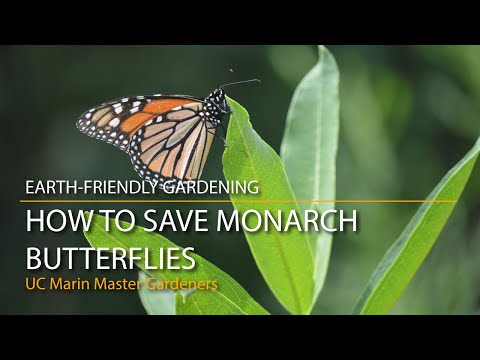 How to Save Monarch Butterflies