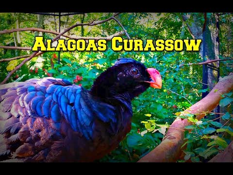 Alagoas Curassow