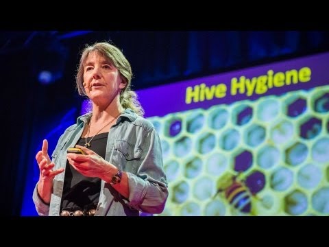 Marla Spivak: Why bees are disappearing