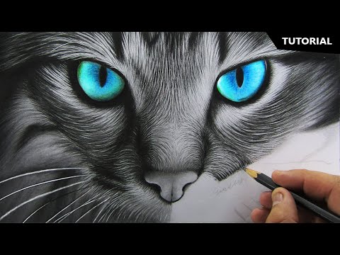 How to Draw Realistic Cat for BEGINNERS | Fur Drawing Technique