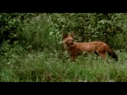 Dholes whistle (OMG, The Dogs Are Whistling To Each Other ❤️)