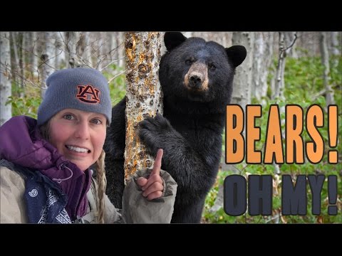 Dealing With Black Bears in the Woods