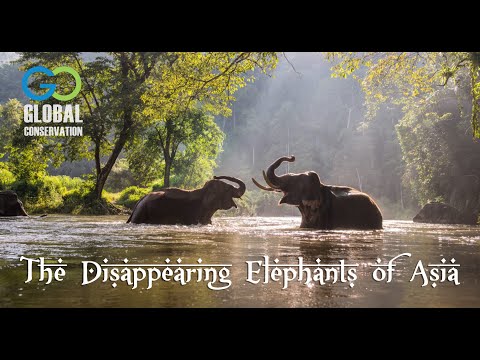 The Disappearing Elephants of Asia