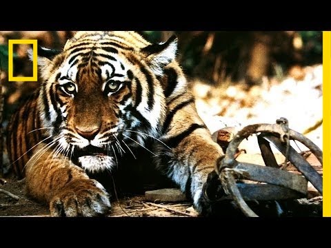 Battling India's Illegal Tiger Trade