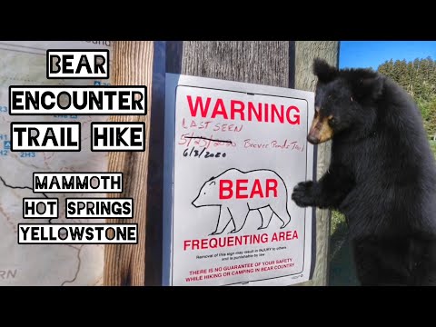 Bear Encounter on My First Trail Hike in Yellowstone National Park
