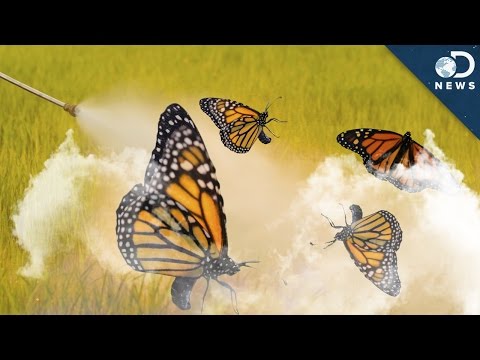 Why 90% Of Monarch Butterflies Disappeared