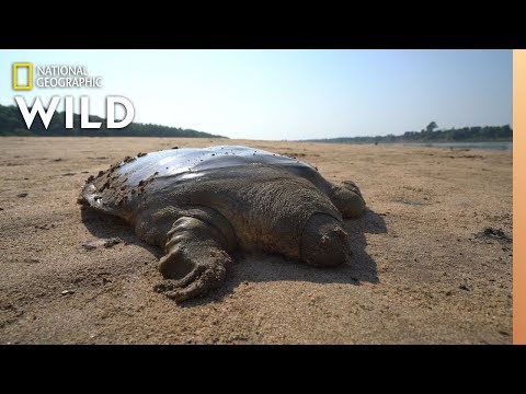 Rare Giant Soft-Shell Turtle Released Into the Wild
