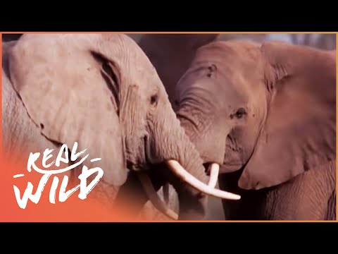 The Incredible Elephants Of Kilimanjaro (Wildlife Documentary) | Real Wild